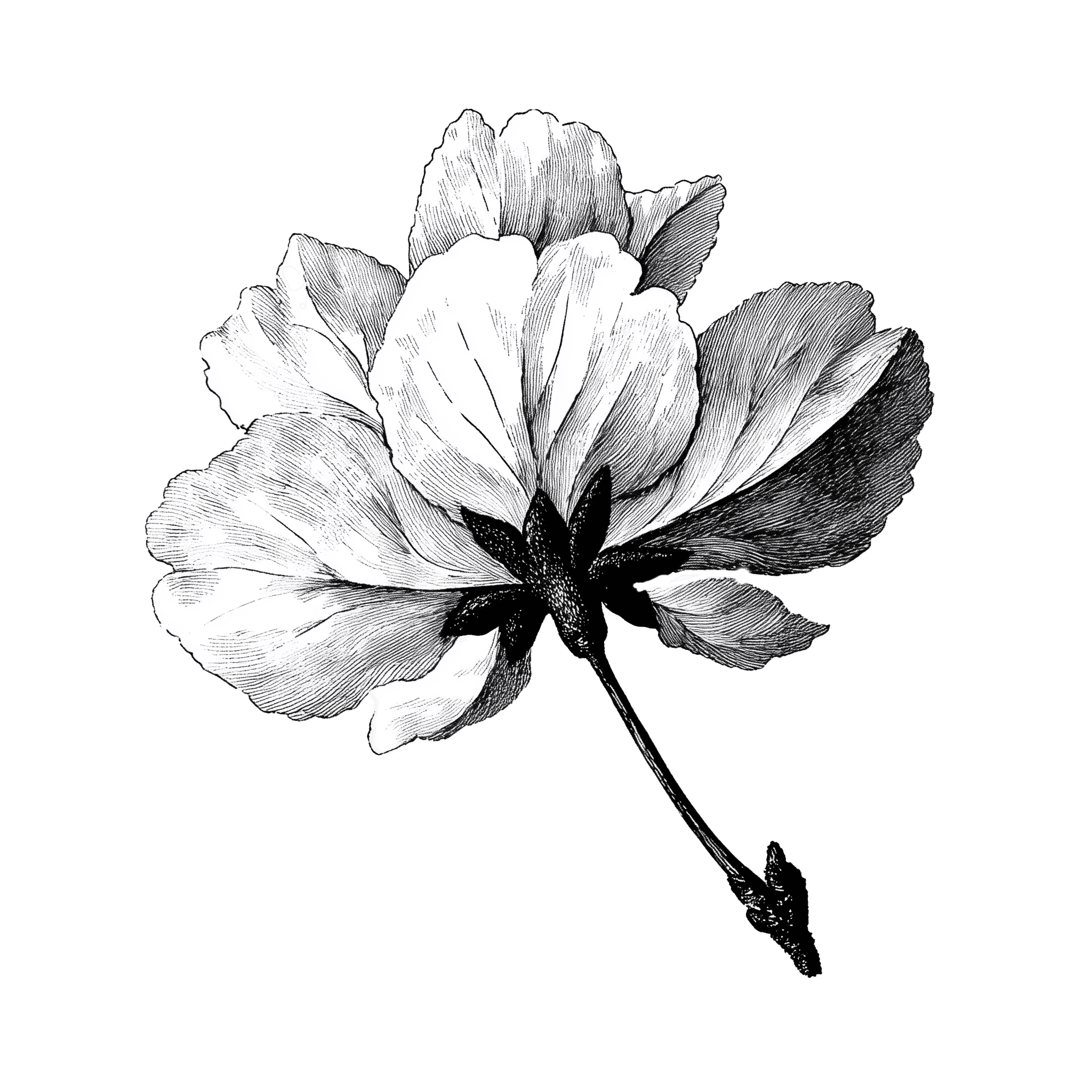 Decorative sage plant