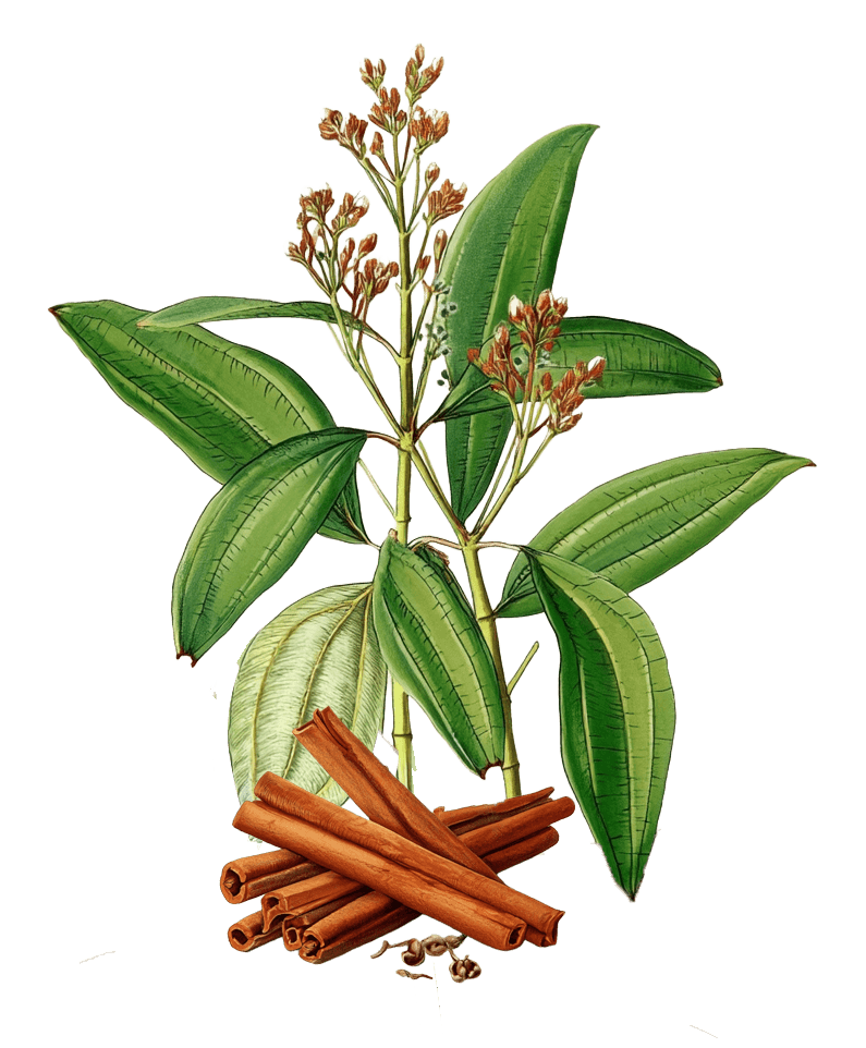 Cinnamon