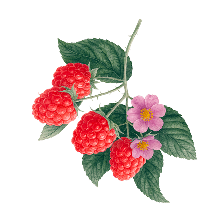 Raspberry