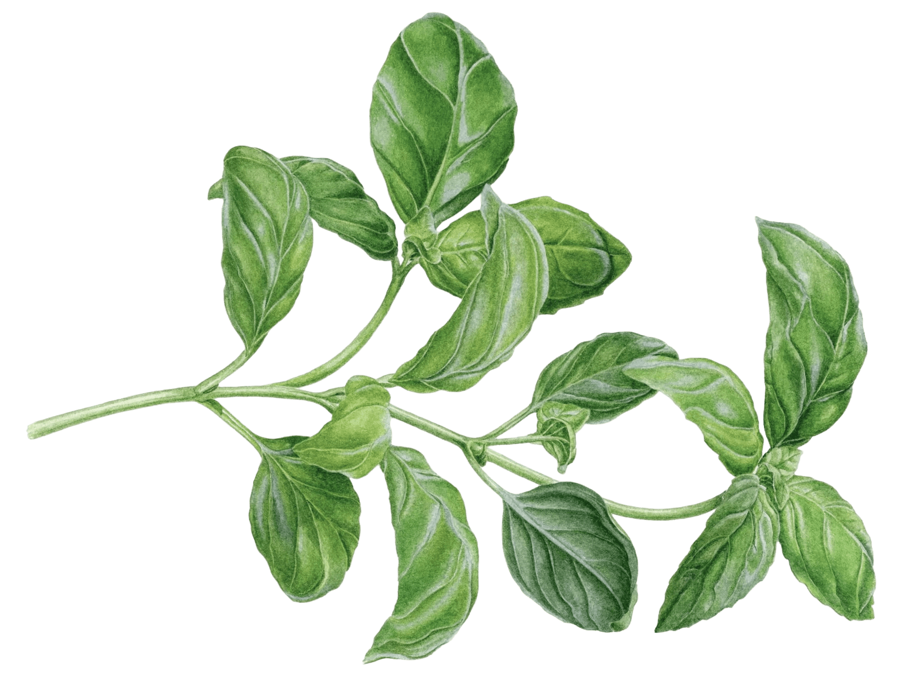 Basil
