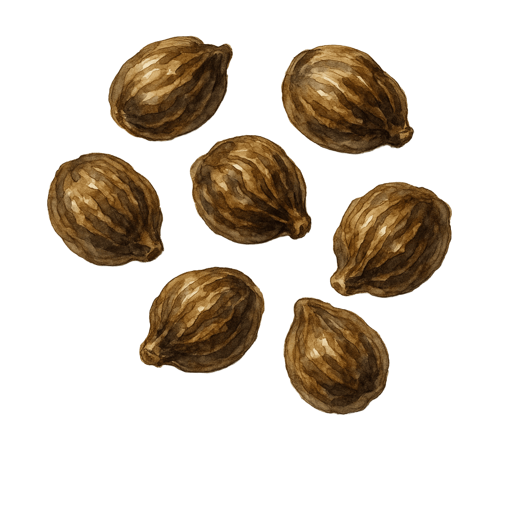 Ambrette Seed